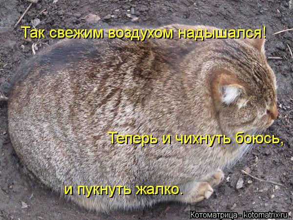 Саяногорск Инфо - kot-chihnut.jpg, Скачано: 196