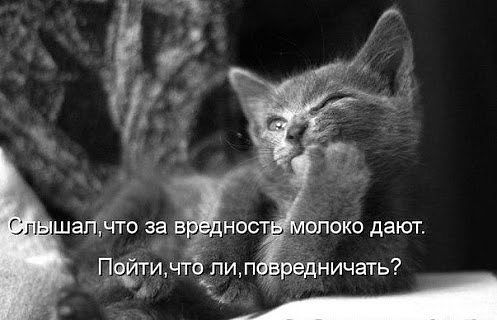Саяногорск Инфо - kot-moloko.jpeg, Скачано: 164