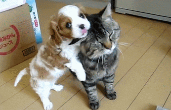 Саяногорск Инфо - kitten-puppy-best-friends.gif, Скачано: 253