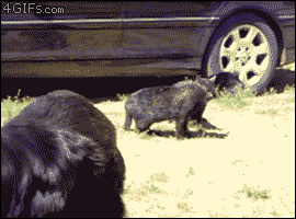 Саяногорск Инфо - dogs-breaking-up-catfight.gif, Скачано: 330