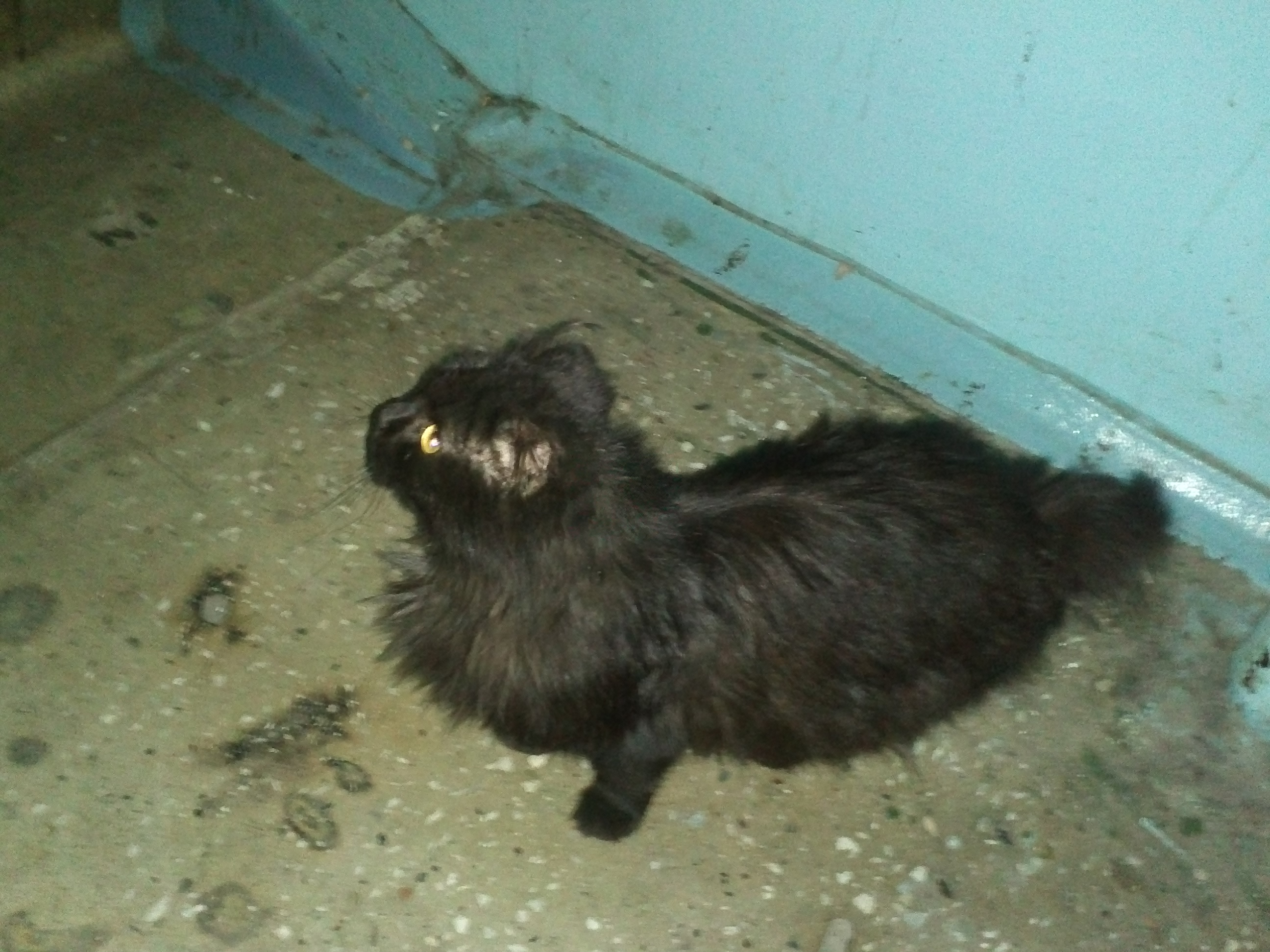 Ищу черную кошку. Черный кот в подъезде. Черная кошка. Найдена кошка черная пушистая. Найдена черная кошка без хвоста.