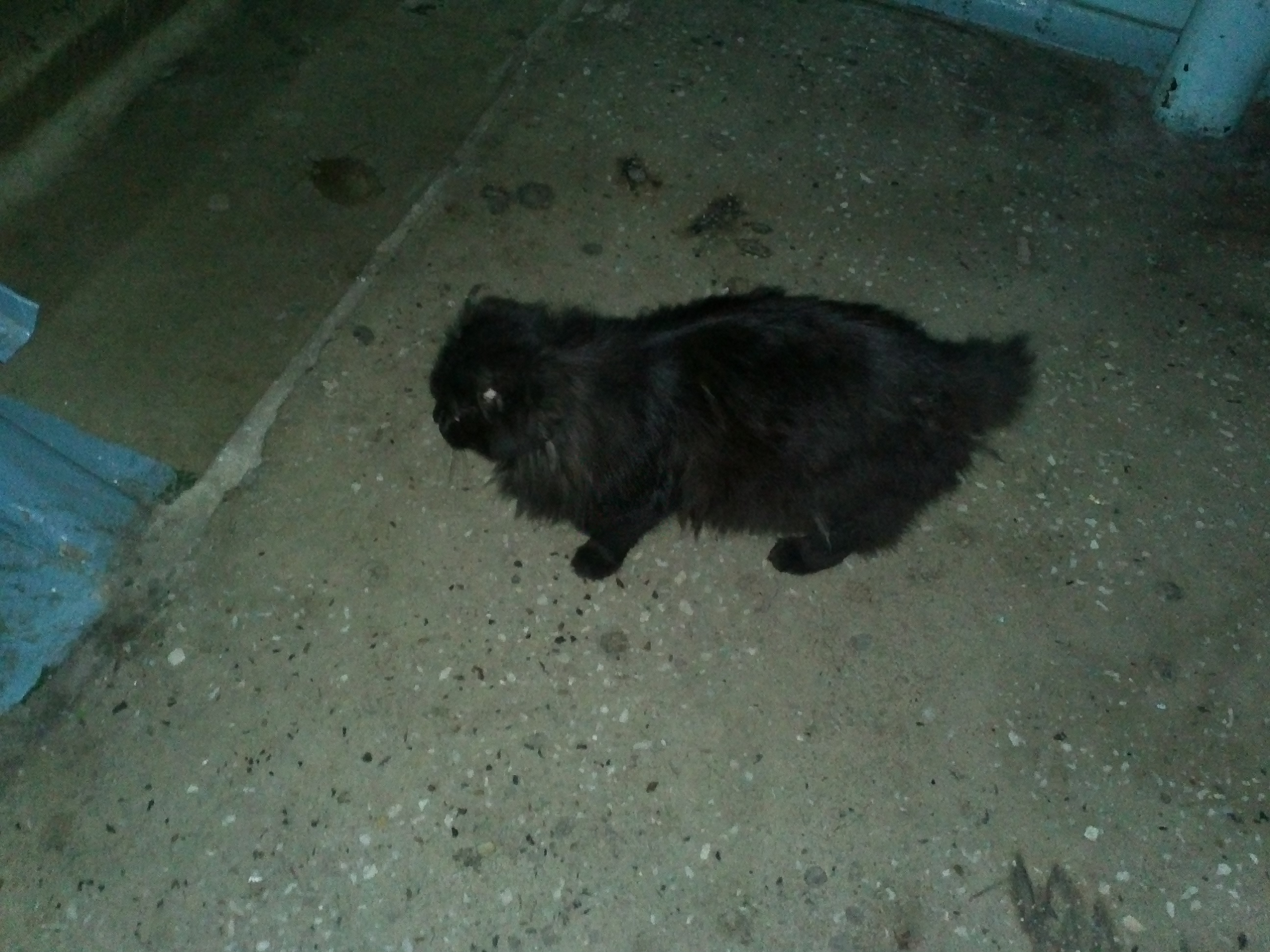 Ищу черную кошку. Черный котенок найти. Черная кошка без хвоста. Найдена черная кошка без хвоста. Найдена черная кошка.