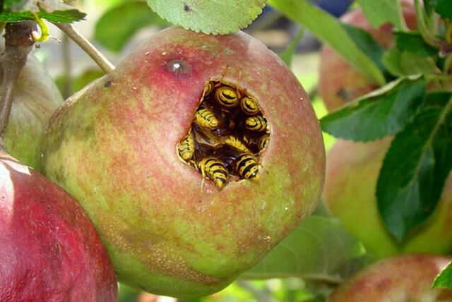 Саяногорск Инфо - bilajn-v-apple.jpg, Скачано: 341
