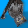 Саяногорск Инфо - bulka_1.png, Скачано: 113