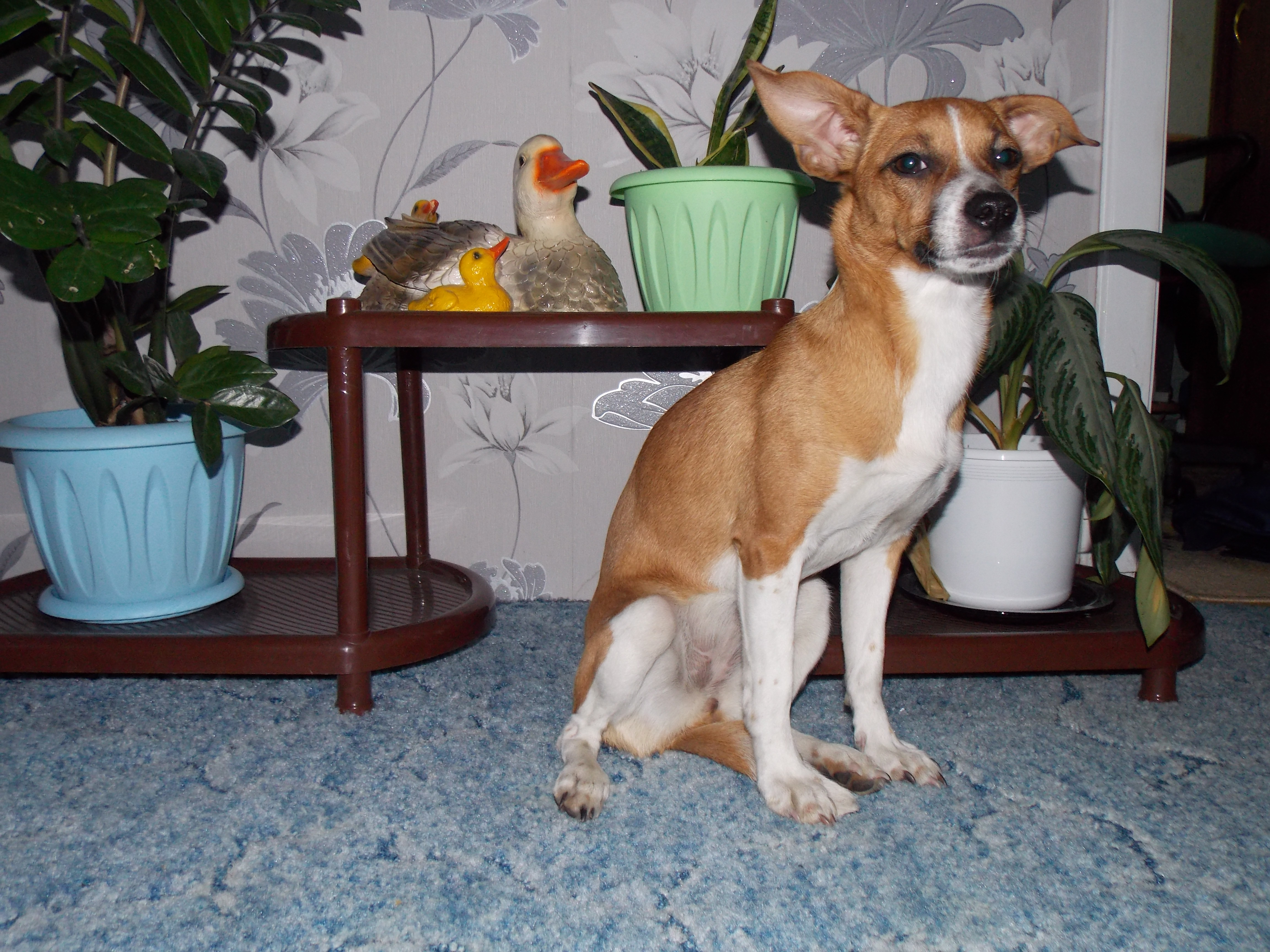 Саяногорск Инфо - dscn0813.jpg, Скачано: 471