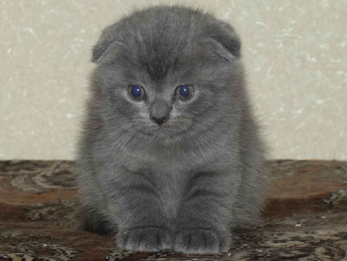 Саяногорск Инфо - dscf2392_cr.jpg, Скачано: 587
