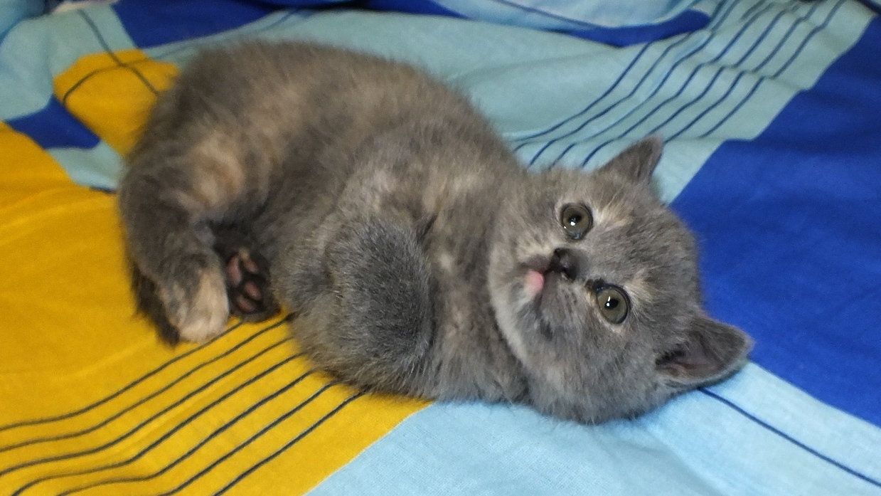 Саяногорск Инфо - dscf2426.jpg, Скачано: 626