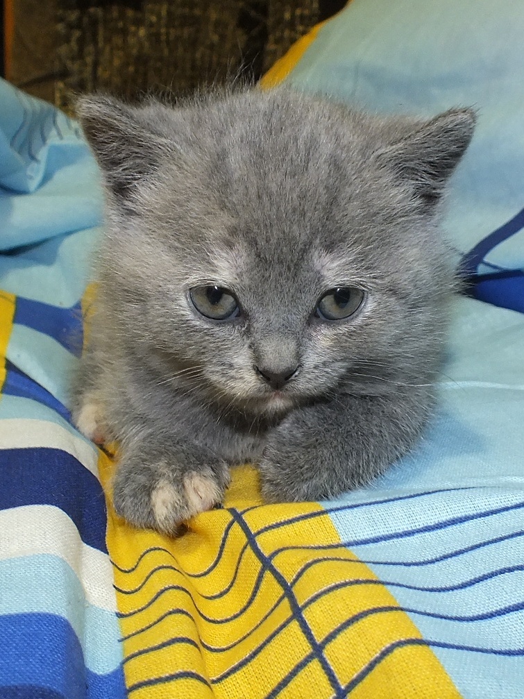 Саяногорск Инфо - dscf2432.jpg, Скачано: 555