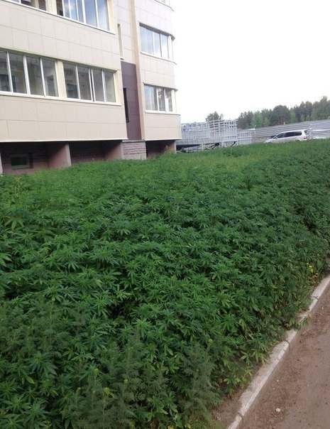 Саяногорск Инфо - konoplya.jpg, Скачано: 313