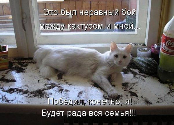 Саяногорск Инфо - kot.jpg, Скачано: 207