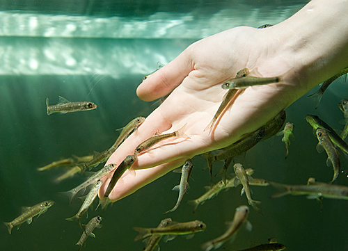 Саяногорск Инфо - fish_spa3.jpg, Скачано: 135