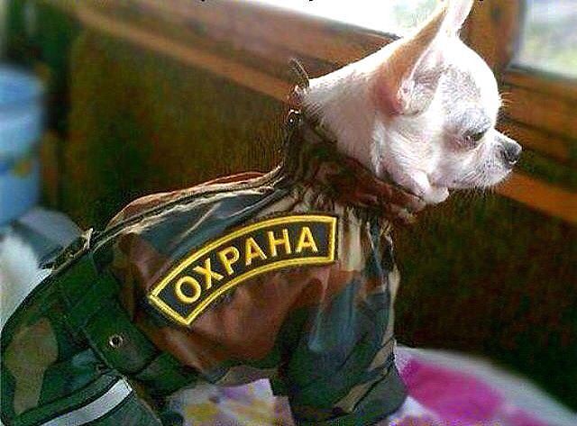 Картинки прикольные про охрану