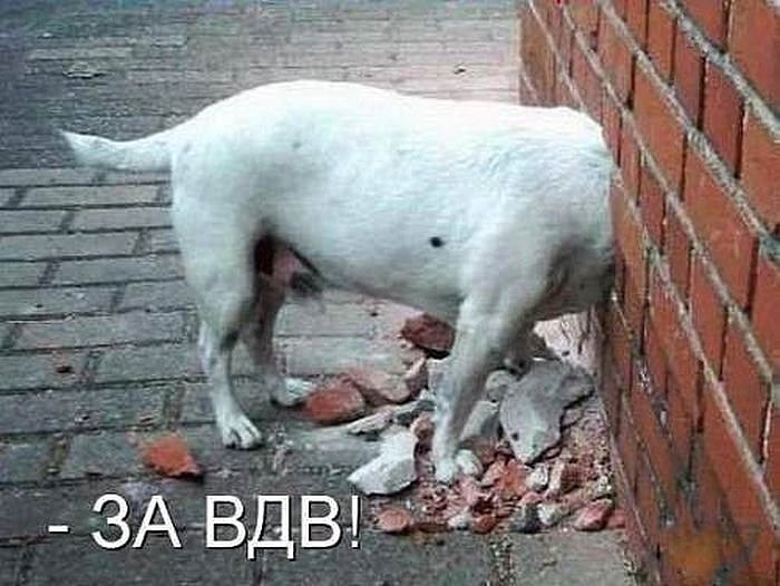 Саяногорск Инфо - vdv.jpg, Скачано: 124