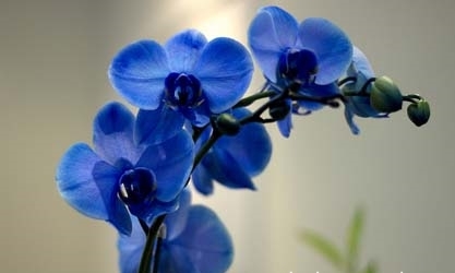 Саяногорск Инфо - phalaenopsis_blue1.jpg, Скачано: 2025