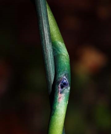 Саяногорск Инфо - phalaenopsis_blue4.jpg, Скачано: 281