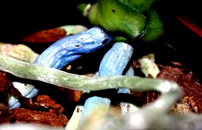 Саяногорск Инфо - phalaenopsis_blue3.jpg, Скачано: 236