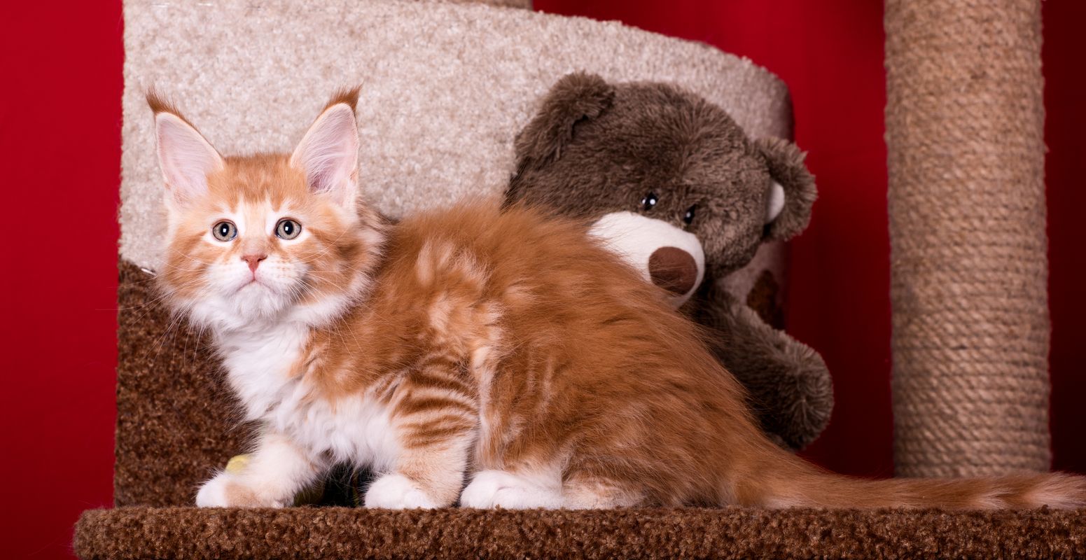 Саяногорск Инфо - jean_mainecoon_2.jpg, Скачано: 1272
