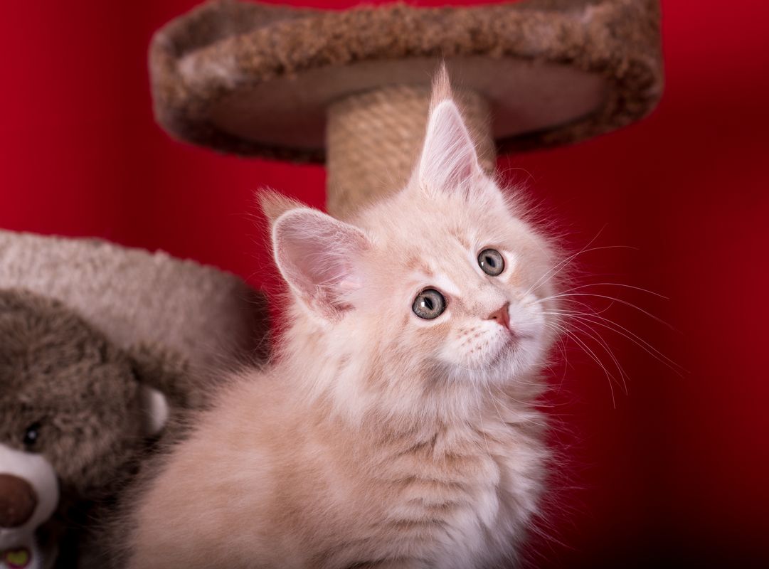 Саяногорск Инфо - jeanne_mainecoon_7.jpg, Скачано: 1068