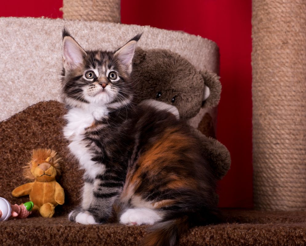 Саяногорск Инфо - jasmine_mainecoon_2.jpg, Скачано: 1826