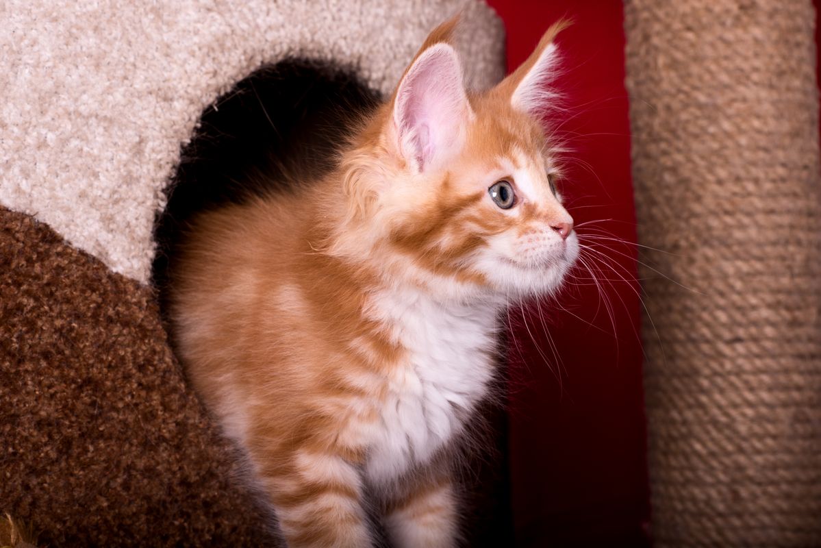 Саяногорск Инфо - josephine_mainecoon_1.jpg, Скачано: 1035