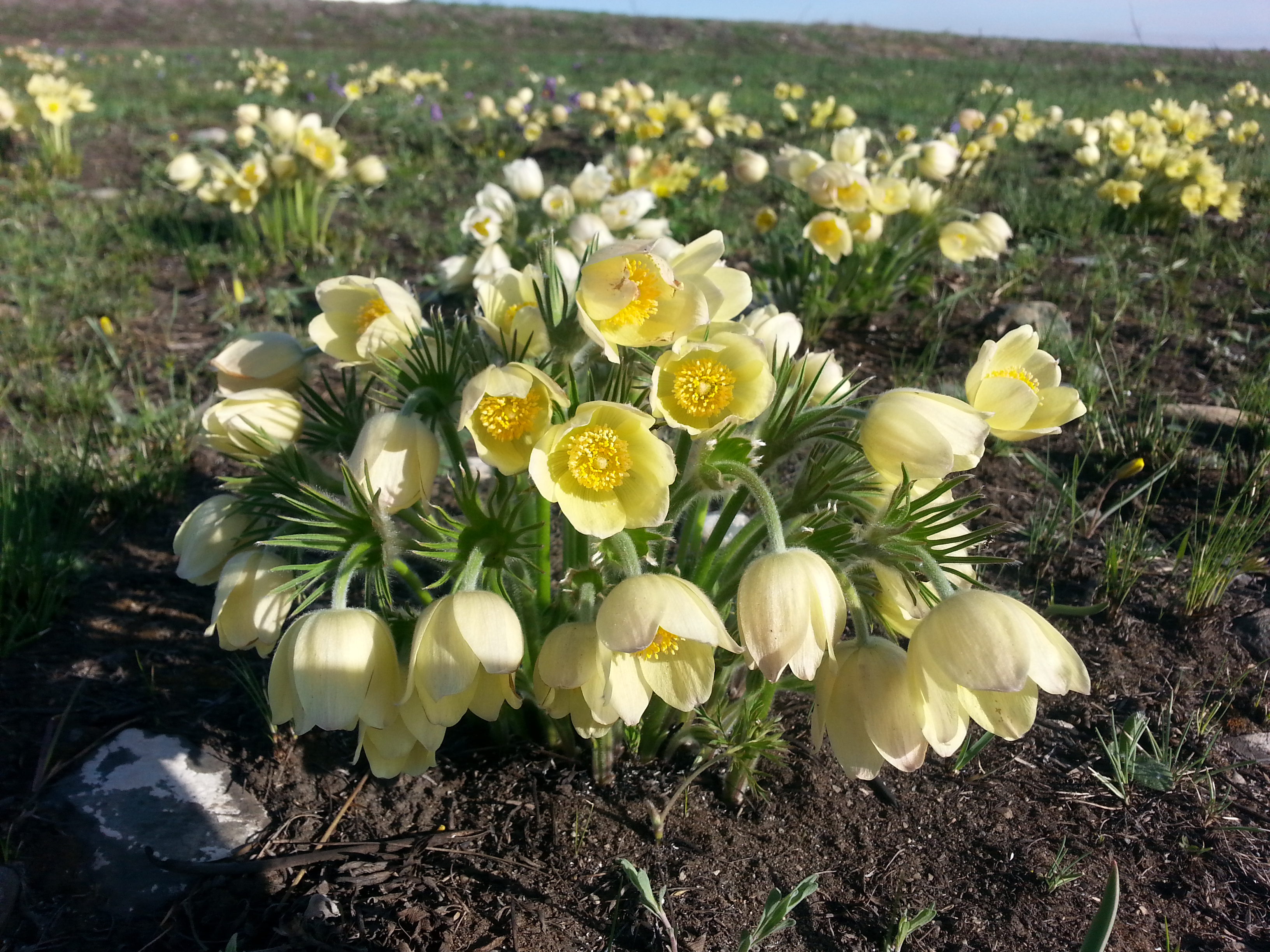 Саяногорск Инфо - 20150426_082614.jpg, Скачано: 145