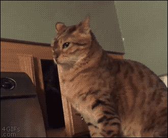 Саяногорск Инфо - cat-is-minding-his-own-business-and-gets-the-paw-from-his-friend.gif, Скачано: 388
