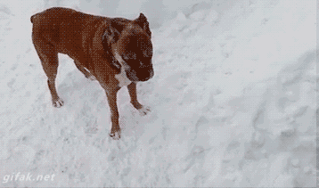 Саяногорск Инфо - dogs-running-in-snow-circles.gif, Скачано: 886