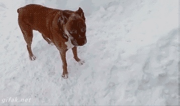 Саяногорск Инфо - dogs-running-in-snow-circles.gif, Скачано: 754