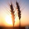 john043