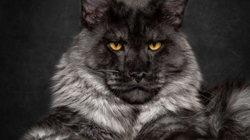Саяногорск Инфо - Подходящие породы кошек для городской квартиры - cat.jpg