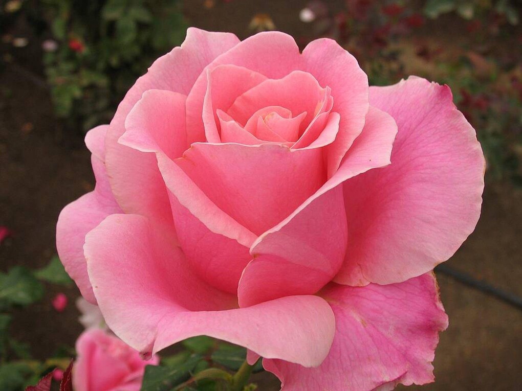 Саяногорск Инфо - Исторический путь розы в культуре человека - rose.jpg