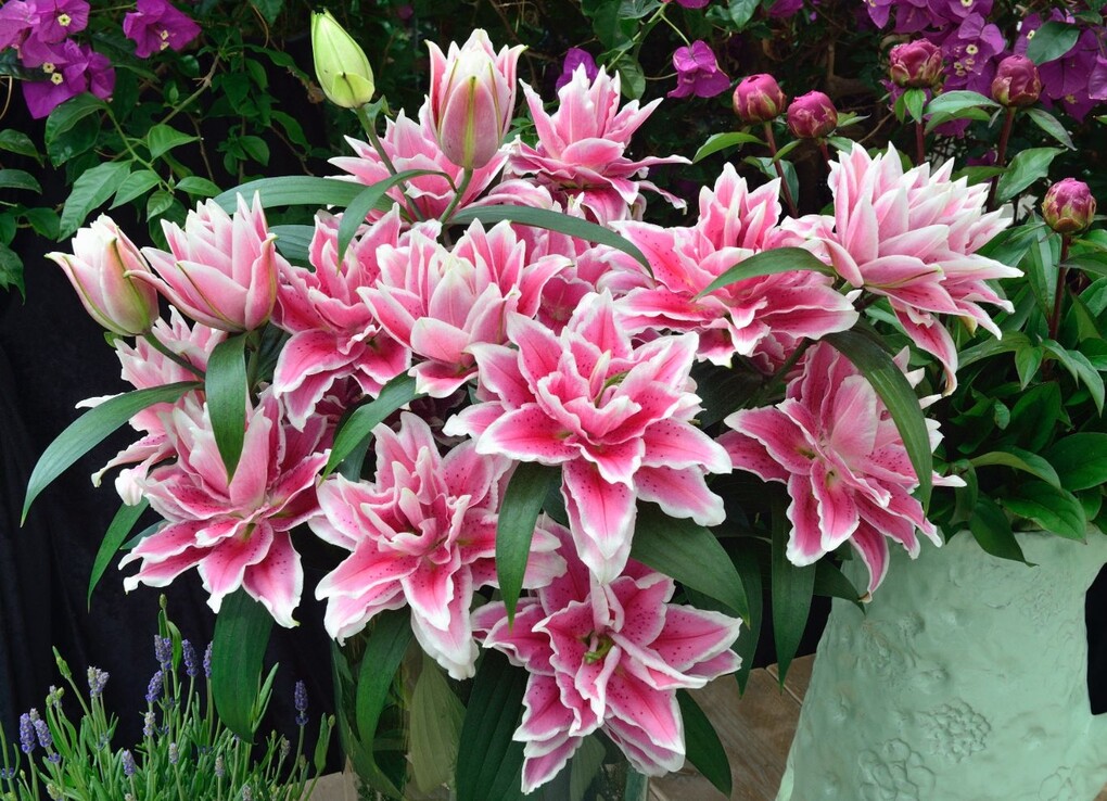 Саяногорск Инфо - Значение цветов в западной культурной традиции - flowers.jpg