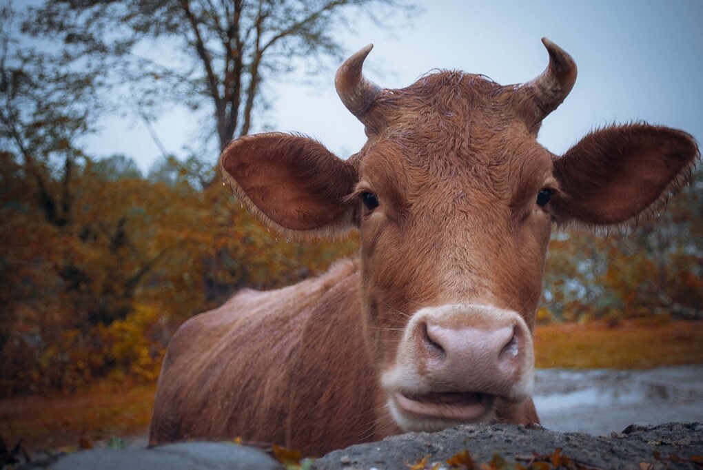 Саяногорск Инфо - Идентифицировать Буренку - cow.jpg