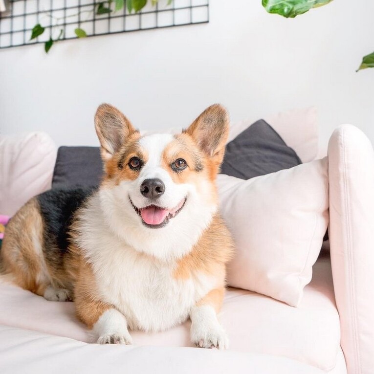 Саяногорск Инфо - Вельш-корги. Уход и особенности породы - corgi.jpg