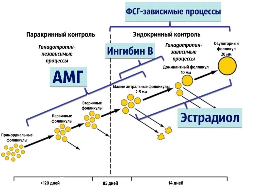 Саяногорск Инфо - Антимюллеров гормон - amg.jpg