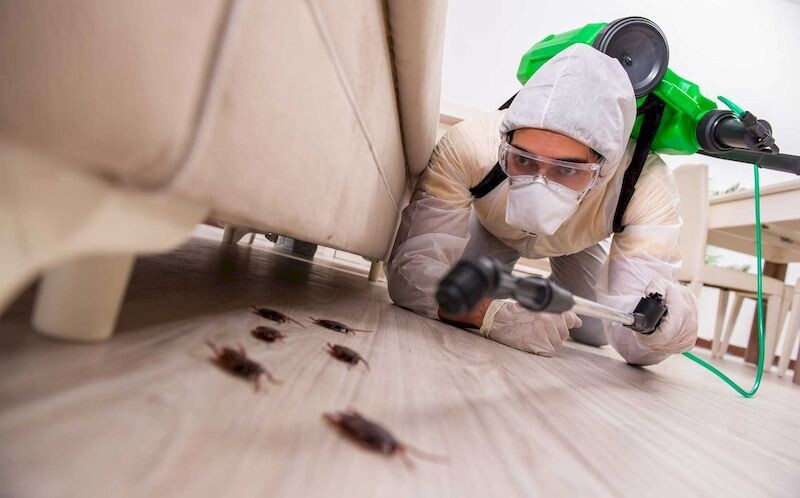 Саяногорск Инфо - Профессиональная борьба с тараканами - insect.jpg
