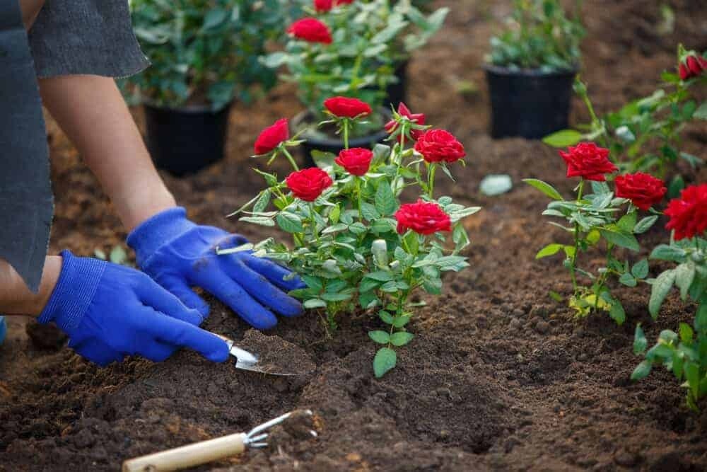 Саяногорск Инфо - Как пересадить розу после покупки? - rose.jpg