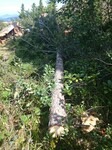 Какие Люди СВИНЬИ бывают!!!! Не дадим засрать наш БОРУС.
