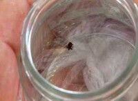 Уже более 20 саяногорцев подверглись нападению клещей