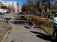В Саяногорске отлавливать бродячих собак пока не кому