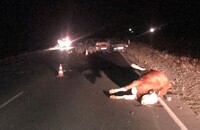 В Хакасии одна корова на дороге устроила массовое ДТП