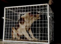 Отловщики бродячих собак в Саяногорске делают упор на школу №6