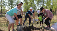 150 фруктовых деревьев высадили в Парке Победы Саяногорска