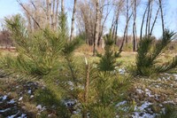 В абаканском парке орудуют вандалы