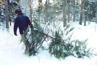 Житель Богословки попался на незаконной рубке елей