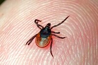 В Хакасии увеличилось количество обращений из-за укусов клещей