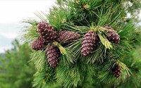 В Хакасии открыт сезон сбора кедрового ореха