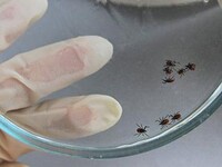 Среди жителей Хакасии растет число зараженных клещевым энцефалитом