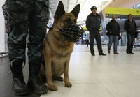 В Абакане собрались кинологи МЧС со всей Сибири