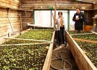 В Саяногорске высадят до 120 тысяч цветов